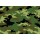 Camuflaje Camuflaje